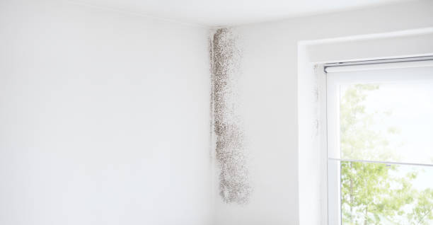Professional Mold Removal in Old Brookville, NY