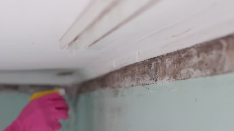 Best Industrial Mold Remediation  in Old Brookville, NY